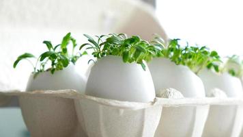 el berro fresco de microgreens crece en una cáscara de huevo blanca en una caja de huevos de papel. concepto de alimentación vegana y saludable. concepto ecológico creativo. cero desperdicio. de cerca. pancarta de pascua. foto