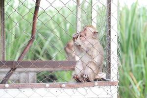 adorable monkey in a cage as background photo