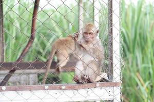 adorable monkey in a cage as background photo