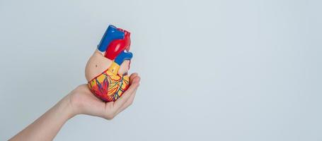 Woman holding human Heart model. Cardiovascular Diseases, Atherosclerosis, Hypertensive Heart, Valvular Heart, Aortopulmonary window, world Heart day and health concept photo