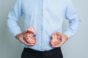 Man holding Anatomical human kidney Adrenal gland model. disease of Urinary system and Stones, Cancer, world kidney day, Chronic kidney and Organ Donor Day concept photo