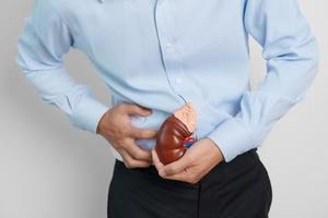 Man holding Anatomical human kidney Adrenal gland model. disease of Urinary system and Stones, Cancer, world kidney day, Chronic kidney and Organ Donor Day concept photo