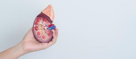 woman holding Anatomical human kidney Adrenal gland model. disease of Urinary system and Stones, Cancer, world kidney day, Chronic kidney and Organ Donor Day concept photo