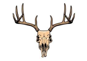 deer skull in hand drawing style vector