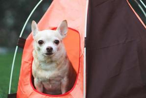 brown short hair Chihuahua dog sitting in orange camping tent on green grass,  outdoor, looking at camera. Pet travel concept. photo