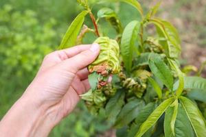 Peach leaves are affected by fungus. Concept of diseases and pests on tree. Curly peach leaves. photo
