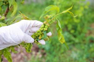 Peach leaves are affected by fungus. Concept of diseases and pests on tree. Curly peach leaves. photo