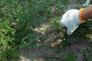 A hand in glove removes weeds in the garden. Gardening concept. photo