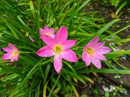 The pink rain lily is a species of plant of the genus Zephyranthes or rain lily native to Peru and Colombia. photo