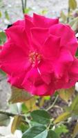 las rosas rojas florecen en verano en el jardín campestre. rosa roja, hermosa rosa sola. amar foto
