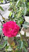 las rosas rojas florecen en verano en el jardín campestre. rosa roja, hermosa rosa sola. amar foto