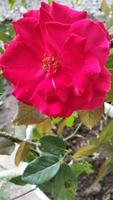 las rosas rojas florecen en verano en el jardín campestre. rosa roja, sola rosa hermosa. amar foto