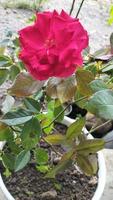 las rosas rojas florecen en verano en el jardín campestre. rosa roja, sola rosa hermosa. amar foto