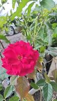 las rosas rojas florecen en verano en el jardín campestre. rosa roja, hermosa rosa sola. amar foto