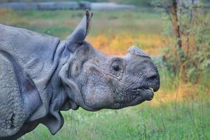 Large rhinoceros in a zoo photo