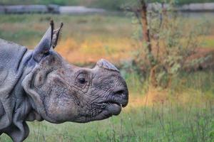 Large rhinoceros in a zoo photo