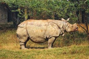 Large rhinoceros in a zoo photo