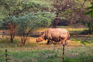 Large rhinoceros in a zoo photo