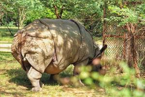 Large rhinoceros in a zoo photo