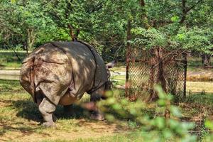 Large rhinoceros in a zoo photo