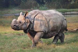 Large rhinoceros in a zoo photo