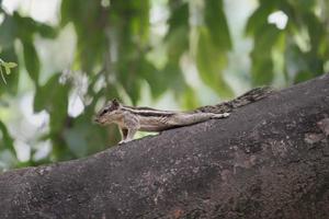 Indian Palm Squirrel Enjoying Sunrise photo