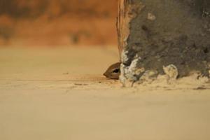 Indian Palm Squirrel Enjoying Sunrise photo