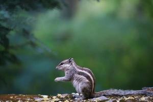 Closeup shot of a looking Indian palm squirrel eating nuts against green blurry background photo