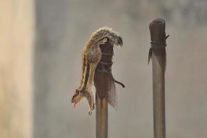 Closeup shot of an Indian palm squirrel on a post photo