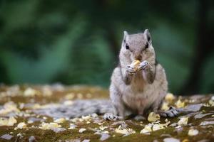 Closeup shot of a looking Indian palm squirrel eating nuts against green blurry background photo