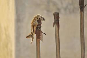 Closeup shot of an Indian palm squirrel on a post photo