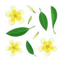 A set of flowers and leaves of frangipani or plumeria. Exotic tropical floral elements for decoration, pattern, invitation. Tropical background. Vector illustration.