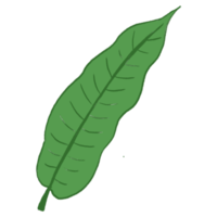 illustration de feuille verte png