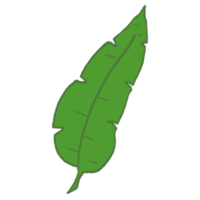 illustration de feuille verte png