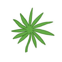 illustration de feuille verte png