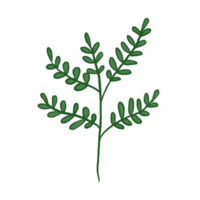 illustration de feuille verte png