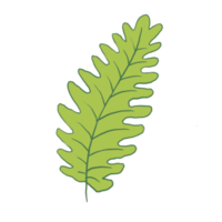 illustration de feuille verte png