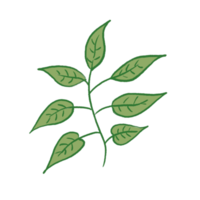 ilustración de hoja verde png