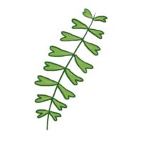 illustration de feuille verte png