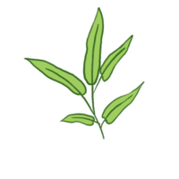 ilustração de folha verde png