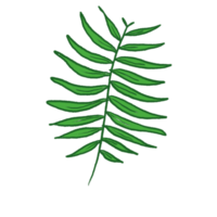 illustration de feuille verte png