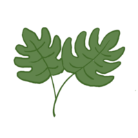 ilustração de folha verde png