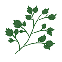 illustration de feuille verte png