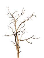 Dead tree branch isolated on transparent background PNG file.