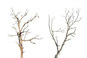 Dead tree branch isolated on transparent background PNG file.