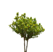 Tree isolated on transparent background PNG file