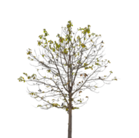 albero isolato su trasparente sfondo png file