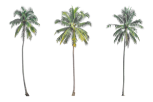 Coconut palm tree isolated on transparent background PNG file