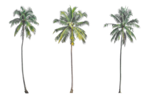 Coconut palm tree isolated on transparent background PNG file