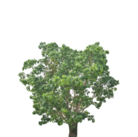 Tree isolated on transparent background PNG file